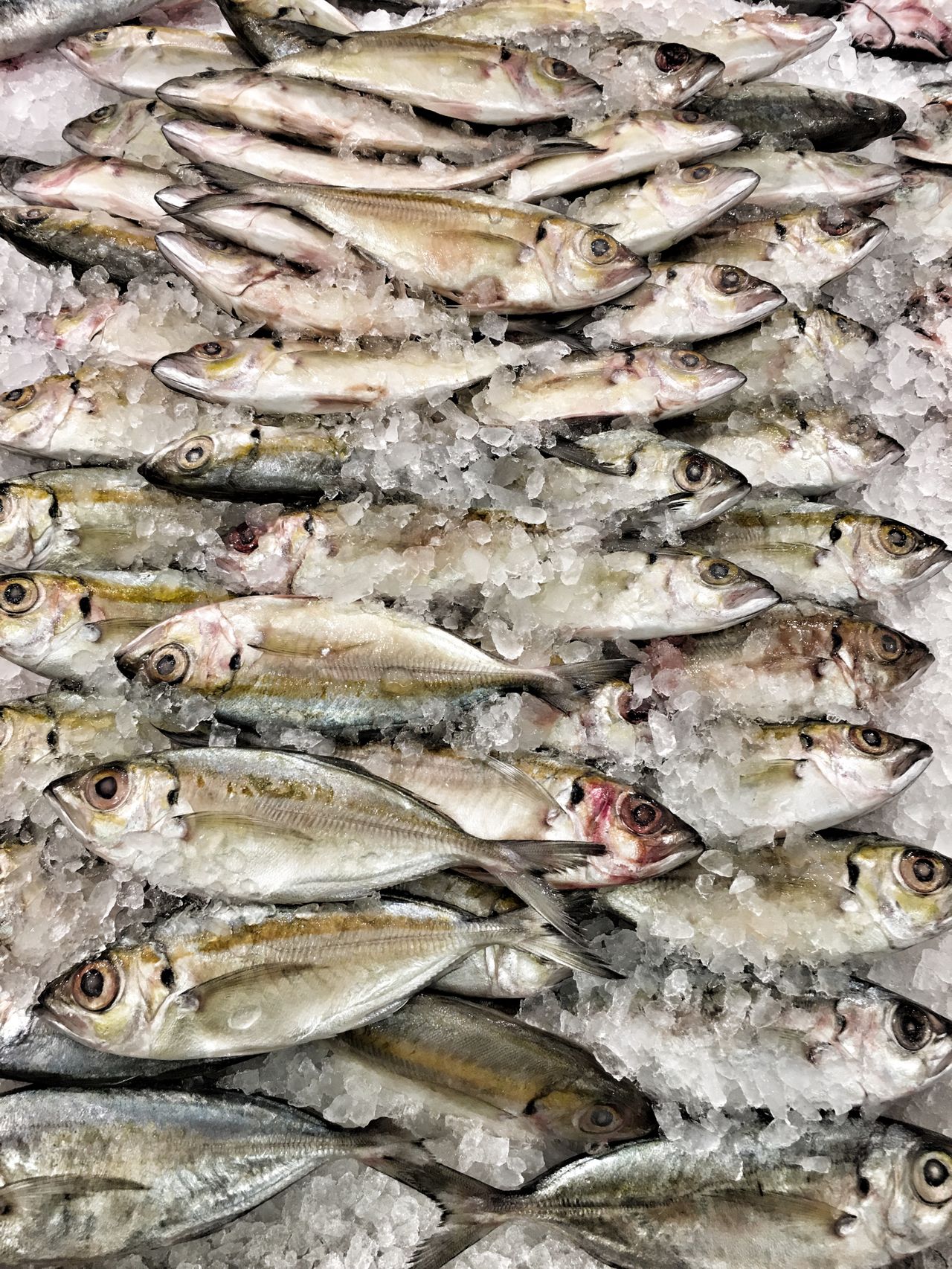 Fresh fish on ice