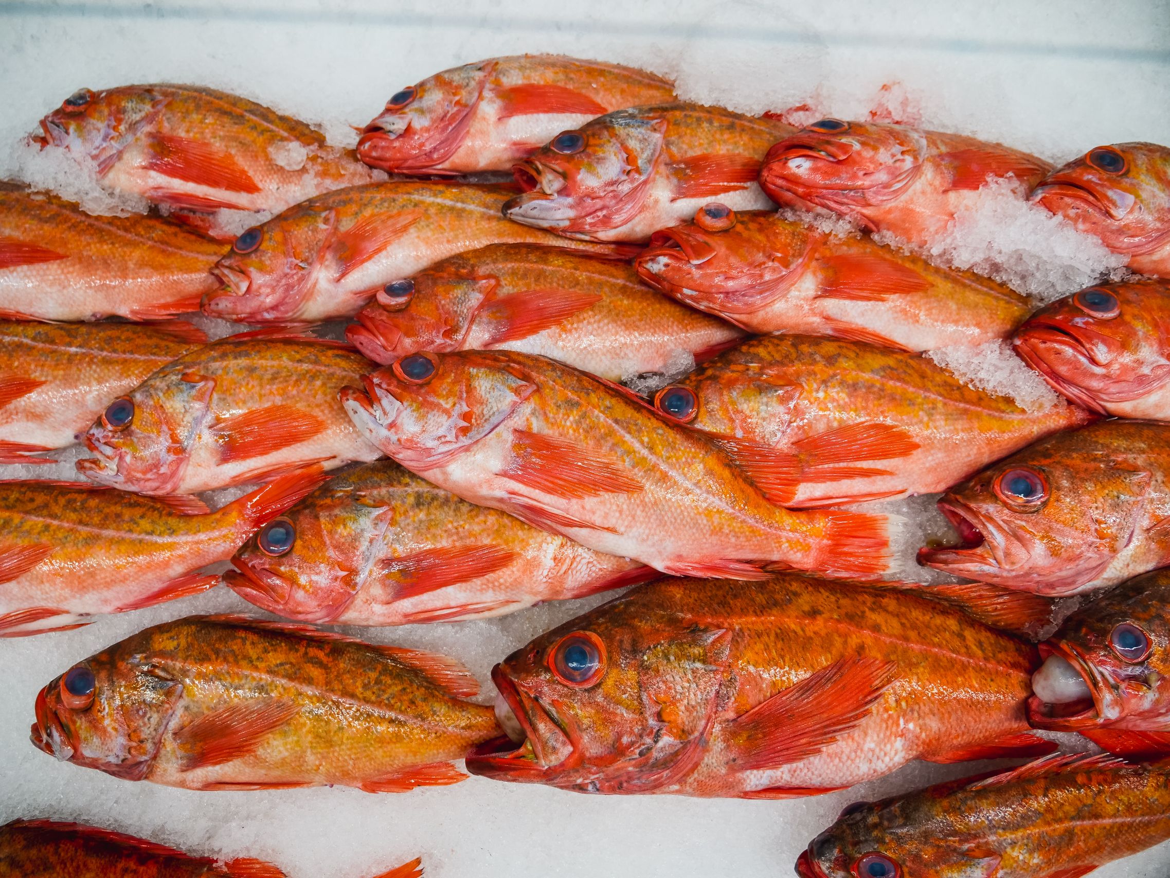 Fresh fish display on ice at the counter
